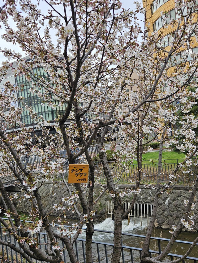 🌸札幌二條市場前公園的櫻花盛宴🌸 🌸札幌二條市場前公園的櫻花盛宴🌸