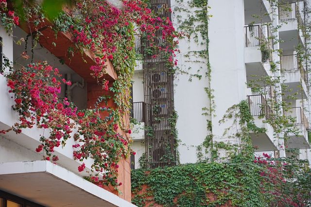 同我一齊住進深圳嘅桃花源