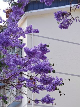 The jacarandas in Dechang are in full bloom, but there are no tourists here.