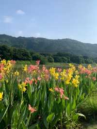 標題：從化秘境｜闖入宮崎駿嘅夏日稻香童話