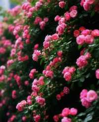 去富陽嘅山上面睇杜鵑花盛開