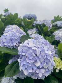 🌸 台灣夏日的浪漫理由：繡球花季 🌸
