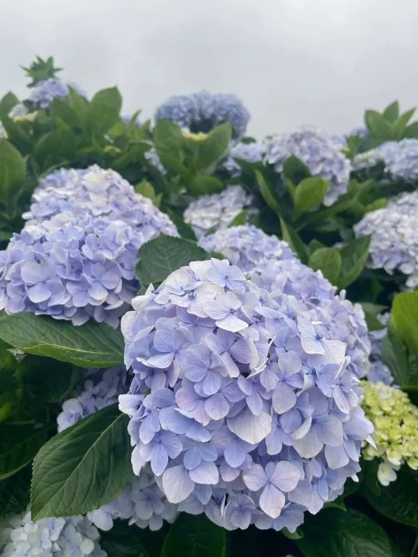 🌸 台灣夏日的浪漫理由：繡球花季 🌸