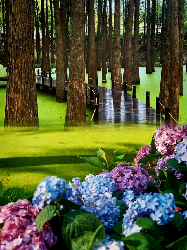 青山湖嘅抹茶綠森林免費入園攻略，話走就走
