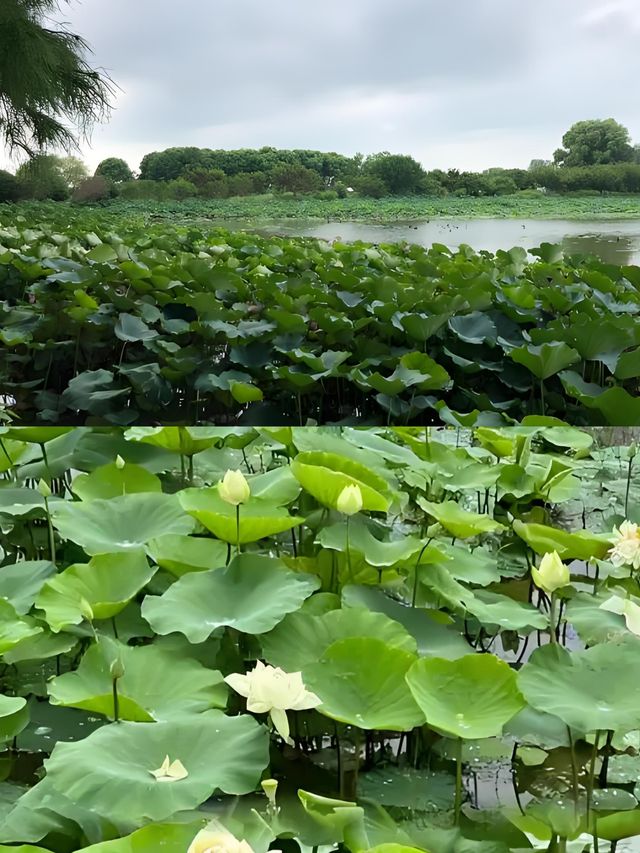 賞荷、拍照、品嚐美食，夏日浪漫之旅