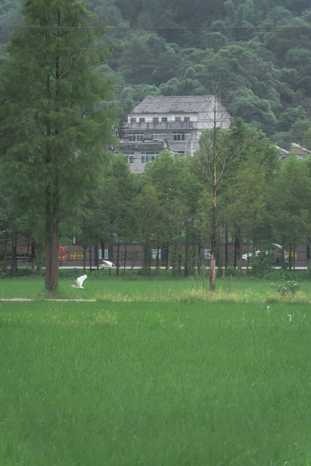 被問到爆嘅溫州小眾地！平陽稻田嘅夏天靚到講唔出嘢