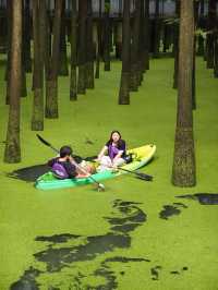 The Truth about the "Matcha Lake" in Qingshanhu
