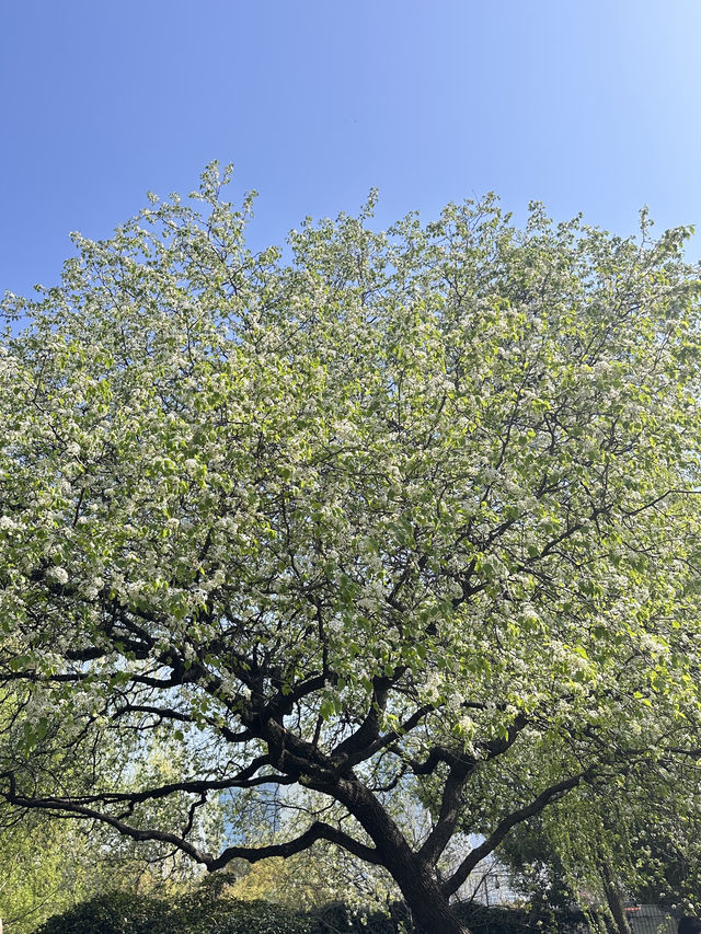 藏喺市中心公園嘅一尺花園，四季窗外景與周邊遊玩全攻略