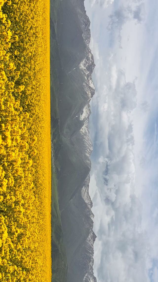 金色油菜花海打卡點