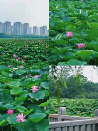 合肥賞荷攻略｜夏日限定版城市美學