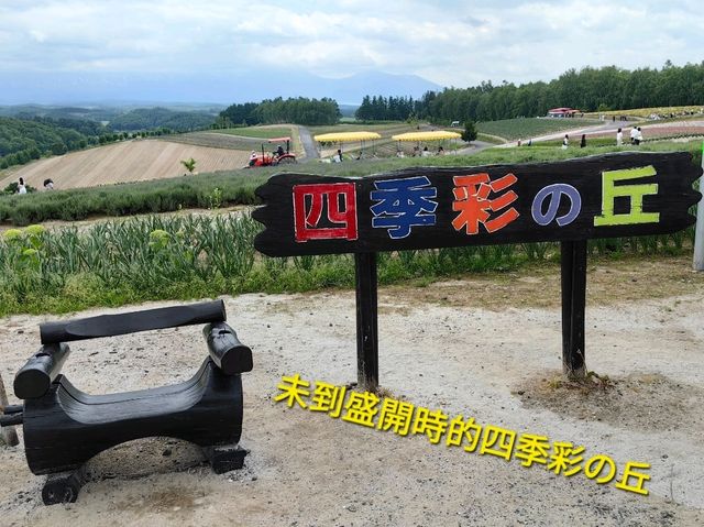 未到盛開時的四季彩の丘
