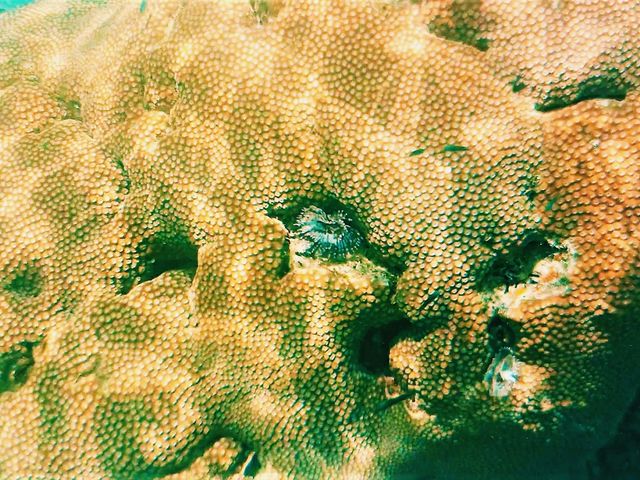 Koh Lipe’s Underwater Wonderland: The Ultimate Snorkeling Guide