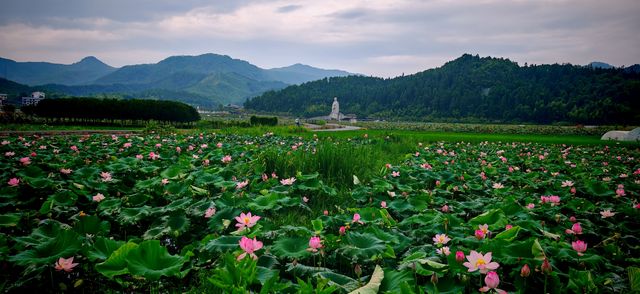 【夏日賞荷】南平五夫：朱熹故里，邂逅盛放的千畝紅蓮