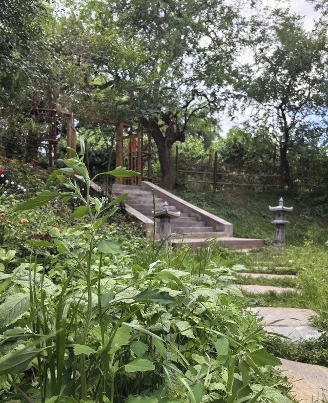 安寧｜熊哥哥的小院