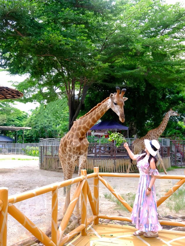 真係唔喺非洲 喺廈門get肯尼亞同款瘋狂動物城