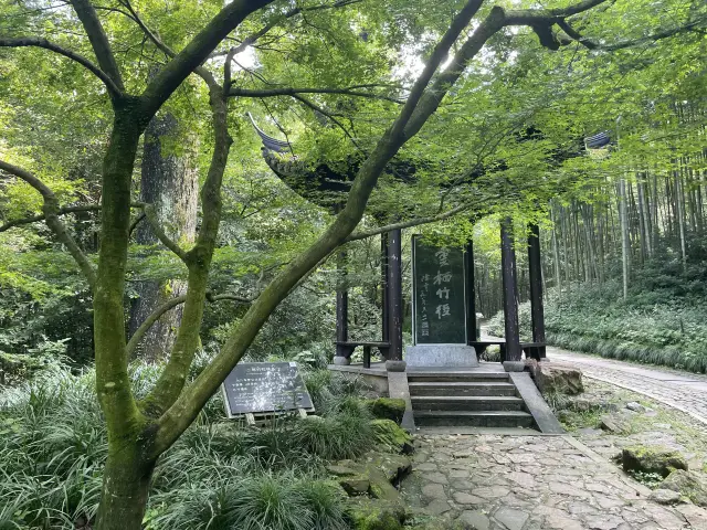 Have you been to the so-called "most elegant attraction in Hangzhou"? It wins with its sea of bamboo