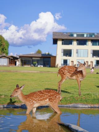 Wild Luxury Pet Paradise Shangri-La's Fairy Tale Homestay!