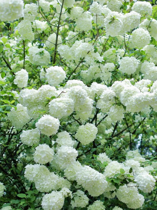 成都植物園｜城市綠洲的繡球花時光