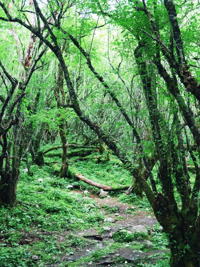 【理小路】80km穿越川西秘境！理縣到小金縣，將畢棚溝+四姑娘山嘅精華裝進袋   一、點解係理小