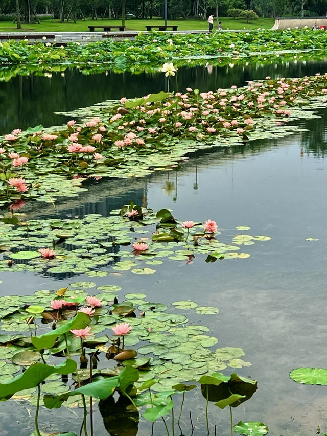 風影隨行，世博文化公園的呢喃