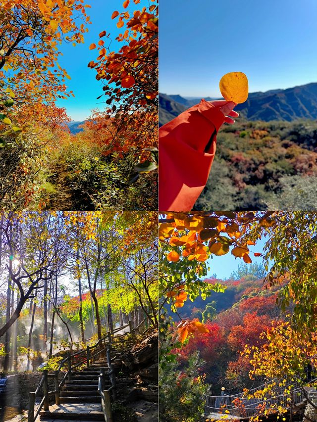 姊妹們！坡峰嶺嘅紅葉瘋咗啦！上帝打翻調色盤都冇咁狂野！