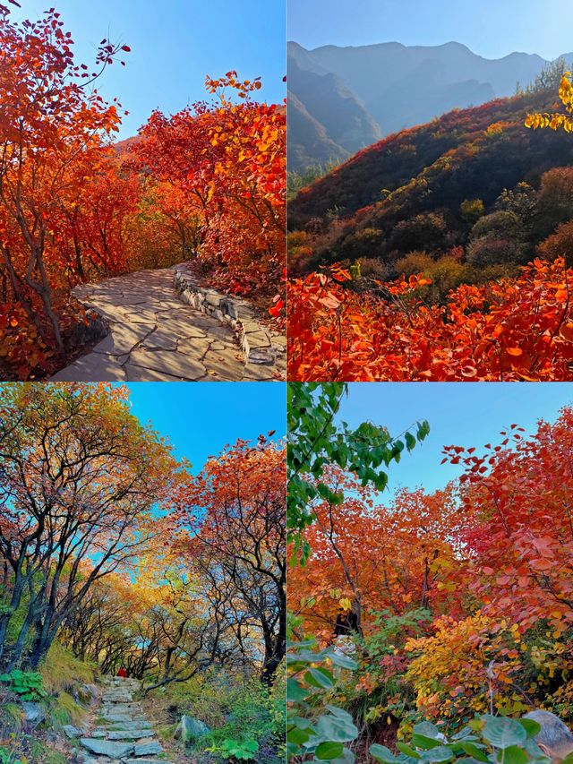 姊妹們！坡峰嶺嘅紅葉瘋咗啦！上帝打翻調色盤都冇咁狂野！