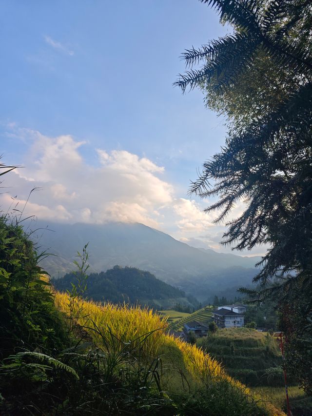 桂林龍脊|10月必去！在梯田的金黃稻浪裡看日出