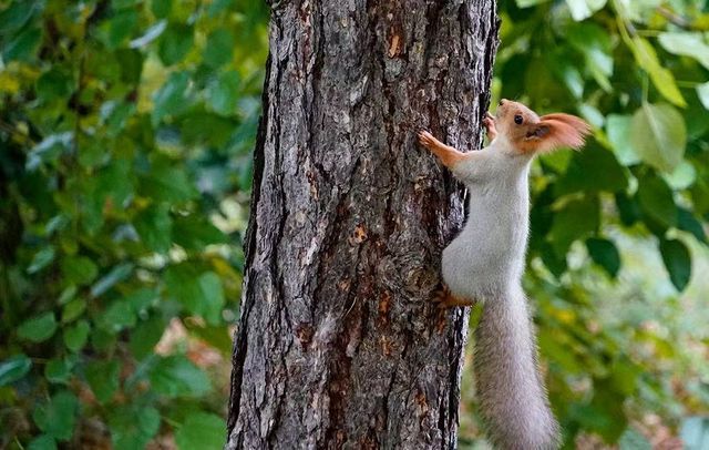 漫步哈薩克斯坦｜被這片絕美森林湖泊治癒了