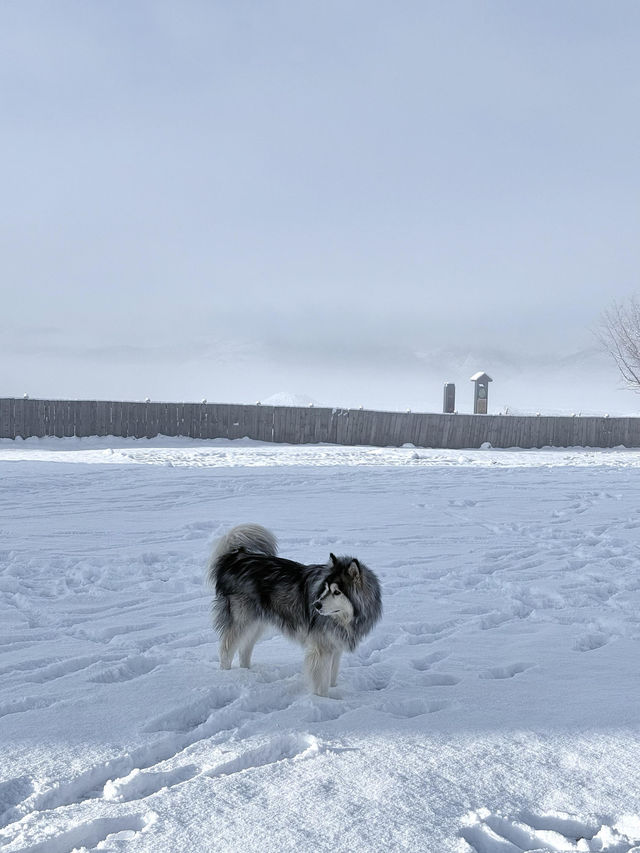 私藏雪景拍照聖地香格里拉民宿