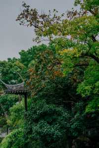 蘇州滄浪亭外，一棵柿子樹結滿了整個秋天