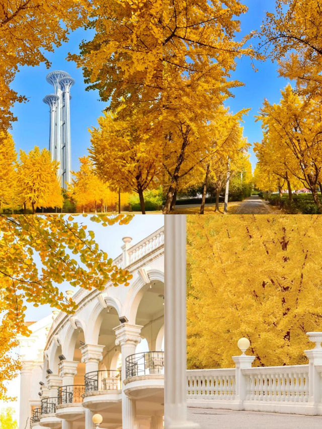 北京秋日封神！“北平”的溫柔濾鏡已上線