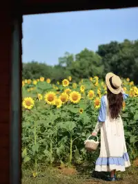 可惜你不來武漢，不知道東湖綠道秋天有多美！