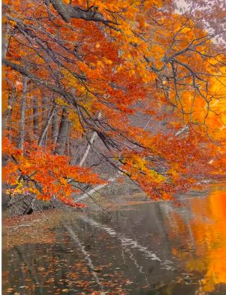 Canada Autumn Foliage Viewing Guide | Around Montreal