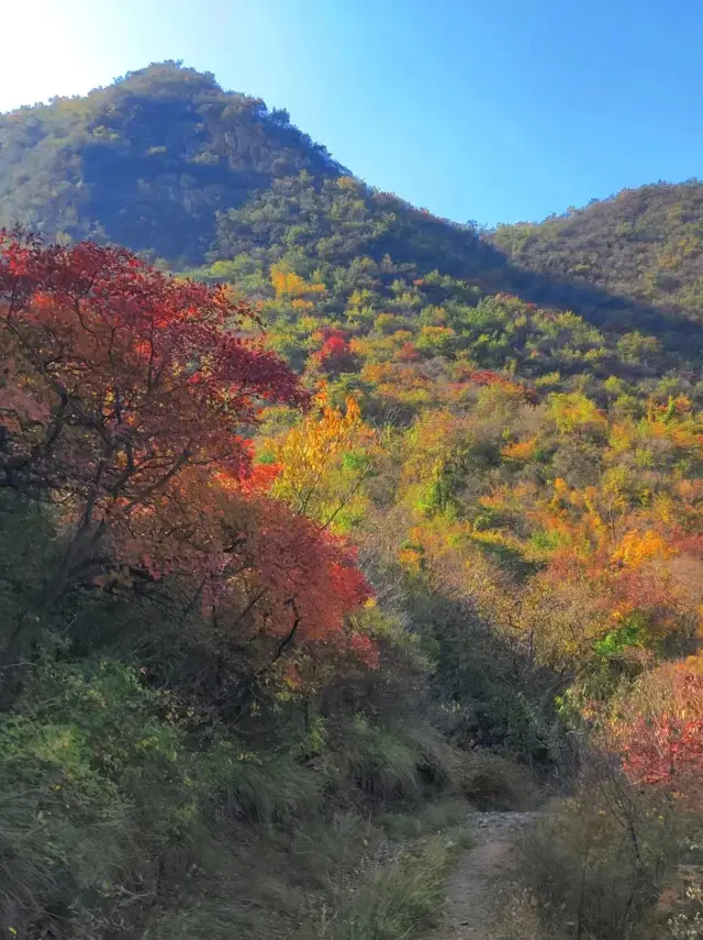 Autumn Viewing Map Around Beijing|Comprehensive Zoned Hiking Routes