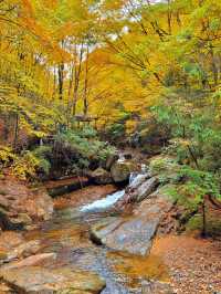 亞洲最長紅地毯，680平方公里紅葉盛景，一眼萬年
