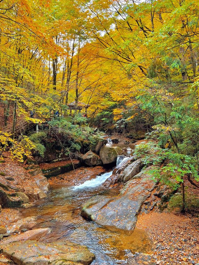 亞洲最長紅地毯，680平方公里紅葉盛景，一眼萬年