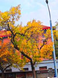 北京賞秋最美街道