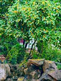 蘇州西山島桂花盛放|一整季的甜香,終於漫滿太湖岸