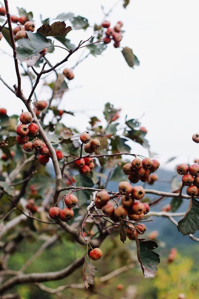 什麼在紅山楂酒店竟然不能躺平 什麼在紅山楂酒店竟然不能躺平
