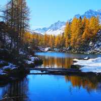 🇮🇹이탈리아 알페 데베레오, 야생 여우와의 뜻밖의 만남 🦊