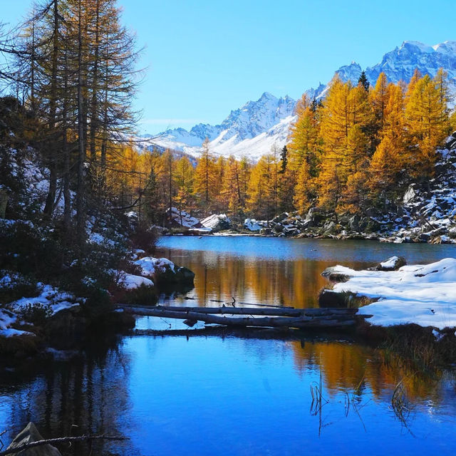 🇮🇹이탈리아 알페 데베레오, 야생 여우와의 뜻밖의 만남 🦊