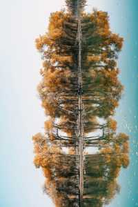 塔里木胡楊林國家森林公園一日遊攻略