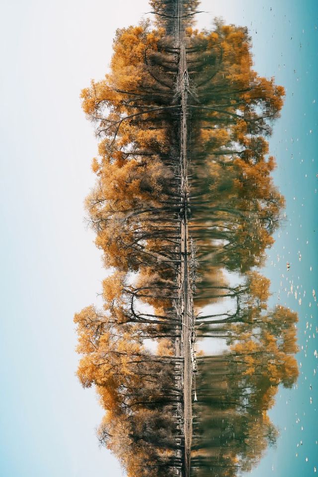 塔里木胡楊林國家森林公園一日遊攻略 塔里木胡楊林國家森林公園一日遊攻略