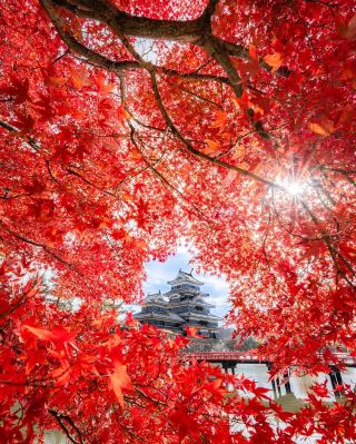 橫掃票圈的金秋日本紅葉地圖|9大絕美打卡點公開