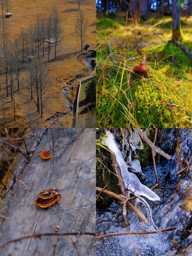 免費吸氧地！貴德江拉旅遊實用筆記