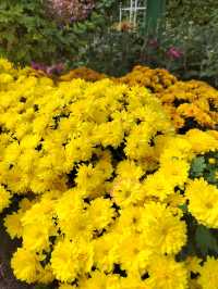 秋日賞菊絕佳地