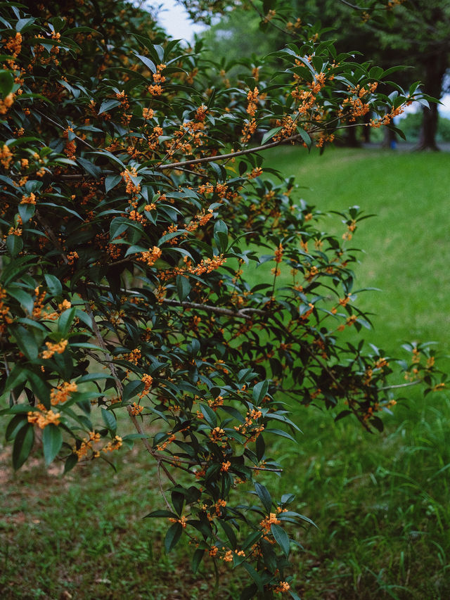 鯉魚洲丨這鯉湖邊夜景,治癒我所有內耗 鯉魚洲丨這鯉湖邊夜景,治癒我所有內耗