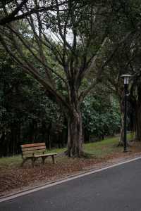 鯉魚洲丨這鯉湖邊夜景,治癒我所有內耗