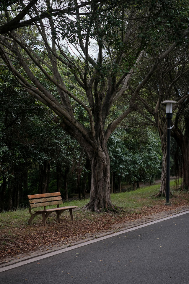鯉魚洲丨這鯉湖邊夜景,治癒我所有內耗 鯉魚洲丨這鯉湖邊夜景,治癒我所有內耗