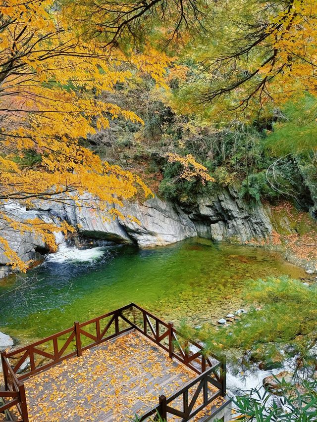 藏在深山的「天然基因庫」，正在上演最絢爛的色彩。